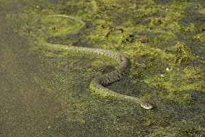 Natrix: Grass Snake
