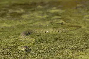 Natrix: Grass Snake