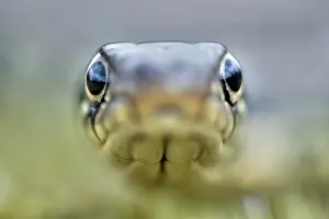 Natrix: Grass Snake