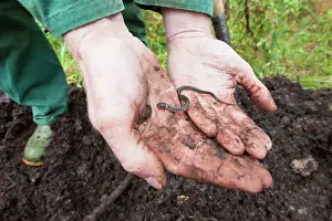 Natrix: Grass Snake
