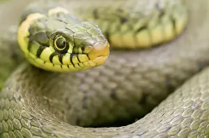 Natrix: Grass Snake