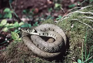 Coiled: GRASS SNAKE