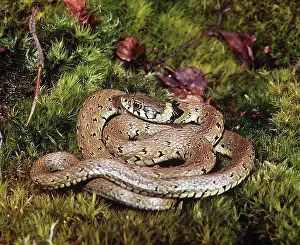 Heaths: GRASS SNAKE