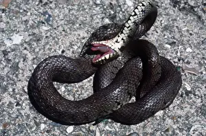Deception: GRASS SNAKE