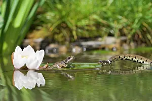 Natrix: Grass snake - approaches common frog resting on lily pad