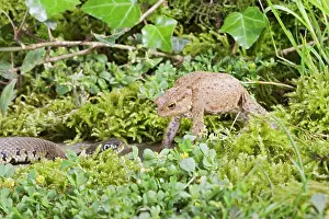 Natrix: Grass Snake - approaches toad which inflates as