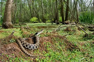 Natrix: Grass Snake - basking in a forest hydric