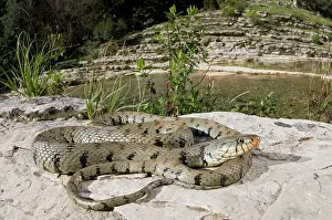Natrix: Grass Snake - basking near a stream