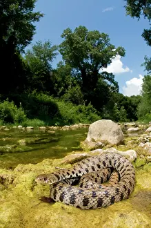 Natrix: Grass Snake - basking near a stream