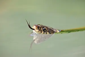 Natrix: Grass snake - close up swimming with head just above water