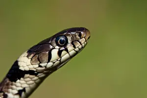 Natrix: Grass snake - Close-up of head