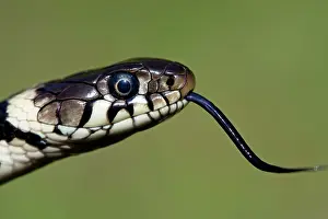 Natrix: Grass snake - Close-up of the head with tongue flicking out