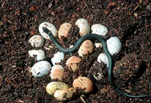 Natrix: Grass snake clutch of eggs - one just hatched