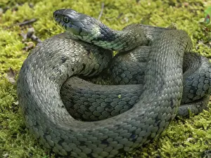 Natrix: Grass snake - coiled up on moss - Lincolnshire