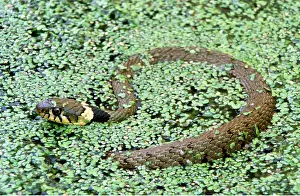 Duckweed: GRASS SNAKE - IN DUCKWEED