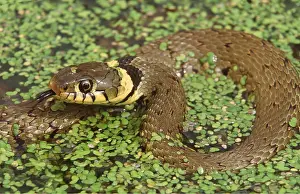 Duckweed: GRASS SNAKE - In Duckweed