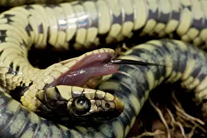 Feigning: Grass Snake - Feigning death in defensive posture