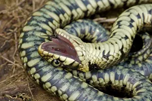 Feigning: Grass Snake - Feigning death in defensive posture