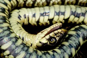 Feigning: Grass Snake - Feigning death in defensive posture