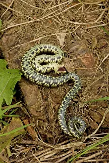 Feigning: Grass Snake - Feigning death in defensive posture