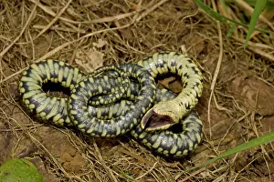 Feigning: Grass Snake - Feigning death in defensive posture