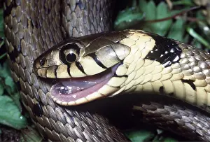 Deception: GRASS SNAKE - Feigns Death