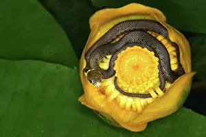 Waterlilies: Grass Snake - inside Waterlily flower