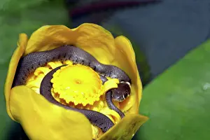 Waterlilies: Grass Snake - inside Waterlily flower