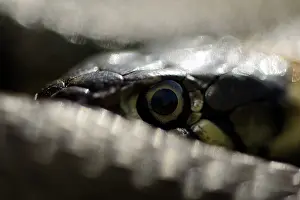 Natrix: Grass Snake (Natrix natrix)