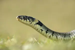 Natrix: Grass Snake (Natrix natrix)