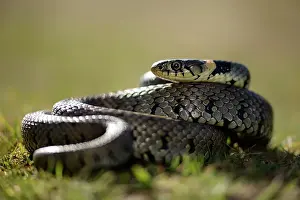 Natrix: Grass Snake (Natrix natrix)