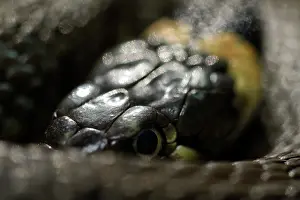 Natrix: Grass Snake (Natrix natrix)