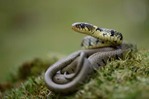 Natrix: Grass Snake (Natrix natrix)