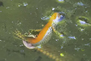 Natrix: Grass snake (Natrix natrix) preys on pond newt (Lissotriton