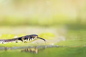 Natrix: Grass snake (Natrix natrix), swimming, tonguing