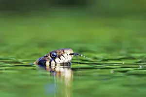 Natrix: Grass snake (Natrix natrix), swimming, tonguing
