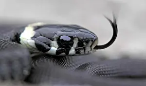 Natrix: Grass snake (Natrix natrix) young snake, tongued