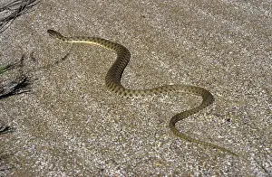 Natrix: Grass Snake - sand dunes - desert