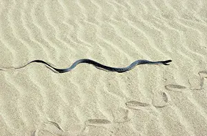 Natrix: Grass Snake - in sand dunes - near Caspian sea