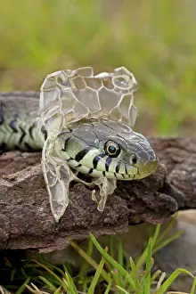 Grass Snake - Shedding Skin