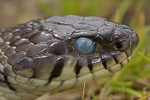 Note: Grass Snake - before shedding skin, note cloudy eye