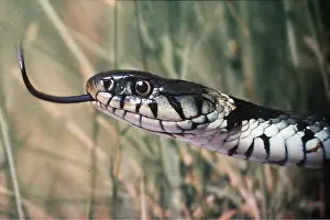 Scenting: GRASS SNAKE - SHOWING TONGUE