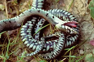 Feigning: Grass Snake simulating death