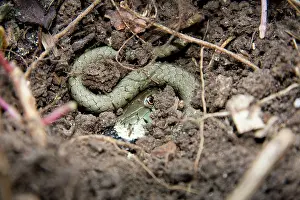 Natrix: Grass snake - Single adult buried in compost heap