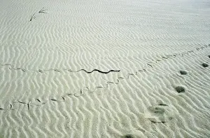 Natrix: Grass Snake - snake track goes along human track