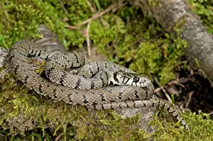 Natrix: Grass Snake - subspecies