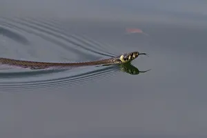 Natrix: Grass Snake - swimming