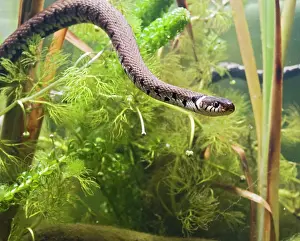 Natrix: Grass snake - swimming underwater