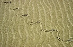 Natrix: Grass Snake - tracks in sand dunes - desert