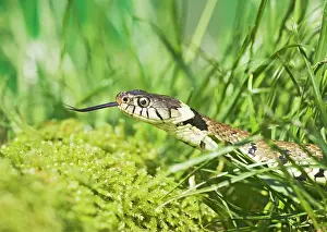 Natrix: Grass Snake - side view, close up moving through grass